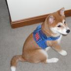 Luke's All Natural Pet Food Dog and Cat Photo Gallery