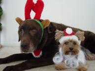 Luke's All Natural Pet Food Dog and Cat Photo Gallery