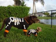 Luke's All Natural Pet Food Dog and Cat Photo Gallery