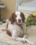 Luke's All Natural Pet Food Dog and Cat Photo Gallery