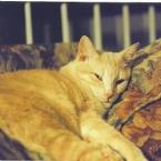 Luke's All Natural Pet Food Dog and Cat Photo Gallery