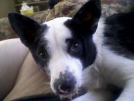 Luke's All Natural Pet Food Dog and Cat Photo Gallery