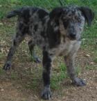 Luke's All Natural Pet Food Dog and Cat Photo Gallery