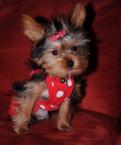 Luke's All Natural Pet Food Dog and Cat Photo Gallery