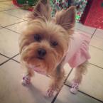 Luke's All Natural Pet Food Dog and Cat Photo Gallery