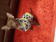 Luke's All Natural Pet Food Dog and Cat Photo Gallery