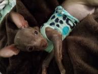 Luke's All Natural Pet Food Dog and Cat Photo Gallery