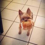 Luke's All Natural Pet Food Dog and Cat Photo Gallery