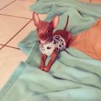 Luke's All Natural Pet Food Dog and Cat Photo Gallery