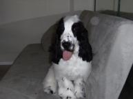 Luke's All Natural Pet Food Dog and Cat Photo Gallery