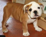 Luke's All Natural Pet Food Dog and Cat Photo Gallery