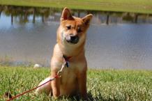Luke's All Natural Pet Food Dog and Cat Photo Gallery