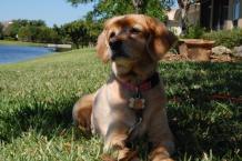 Luke's All Natural Pet Food Dog and Cat Photo Gallery