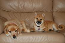 Luke's All Natural Pet Food Dog and Cat Photo Gallery