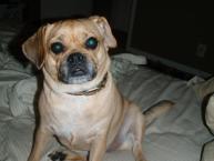 Luke's All Natural Pet Food Dog and Cat Photo Gallery