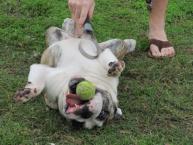 Luke's All Natural Pet Food Dog and Cat Photo Gallery