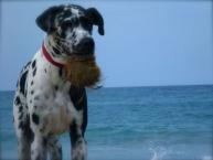 Luke's All Natural Pet Food Dog and Cat Photo Gallery