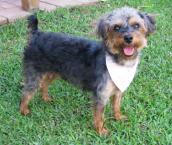 Luke's All Natural Pet Food Dog and Cat Photo Gallery