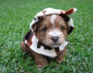 Luke's All Natural Pet Food Dog and Cat Photo Gallery