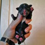 Luke's All Natural Pet Food Dog and Cat Photo Gallery