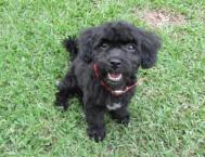 Luke's All Natural Pet Food Dog and Cat Photo Gallery