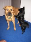 Luke's All Natural Pet Food Dog and Cat Photo Gallery