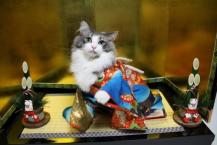 Luke's All Natural Pet Food Dog and Cat Photo Gallery