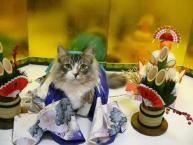 Luke's All Natural Pet Food Dog and Cat Photo Gallery
