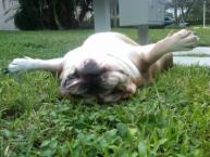 Luke's All Natural Pet Food Dog and Cat Photo Gallery