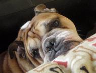 Luke's All Natural Pet Food Dog and Cat Photo Gallery