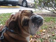 Luke's All Natural Pet Food Dog and Cat Photo Gallery