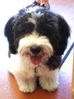 Luke's All Natural Pet Food Dog and Cat Photo Gallery