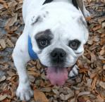 Luke's All Natural Pet Food Dog and Cat Photo Gallery