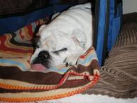 Luke's All Natural Pet Food Dog and Cat Photo Gallery