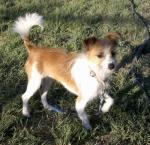 Luke's All Natural Pet Food Dog and Cat Photo Gallery