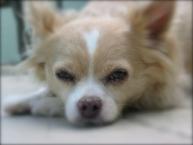 Luke's All Natural Pet Food Dog and Cat Photo Gallery