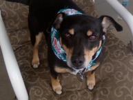 Luke's All Natural Pet Food Dog and Cat Photo Gallery