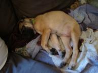 Luke's All Natural Pet Food Dog and Cat Photo Gallery