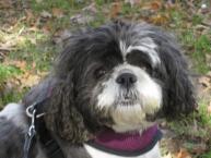 Luke's All Natural Pet Food Dog and Cat Photo Gallery