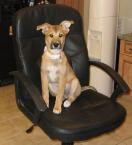 Luke's All Natural Pet Food Dog and Cat Photo Gallery