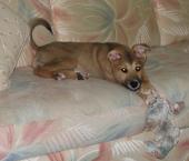 Luke's All Natural Pet Food Dog and Cat Photo Gallery