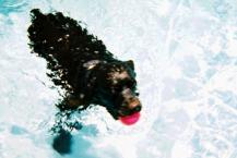 Luke's All Natural Pet Food Dog and Cat Photo Gallery