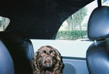 Luke's All Natural Pet Food Dog and Cat Photo Gallery