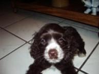 Luke's All Natural Pet Food Dog and Cat Photo Gallery