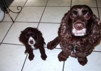 Luke's All Natural Pet Food Dog and Cat Photo Gallery