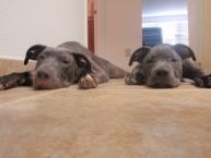 Luke's All Natural Pet Food Dog and Cat Photo Gallery