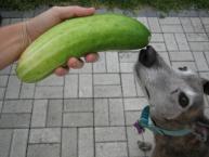 Luke's All Natural Pet Food Dog and Cat Photo Gallery