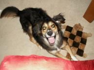 Luke's All Natural Pet Food Dog and Cat Photo Gallery