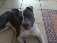 Luke's All Natural Pet Food Dog and Cat Photo Gallery