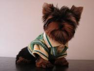 Luke's All Natural Pet Food Dog and Cat Photo Gallery